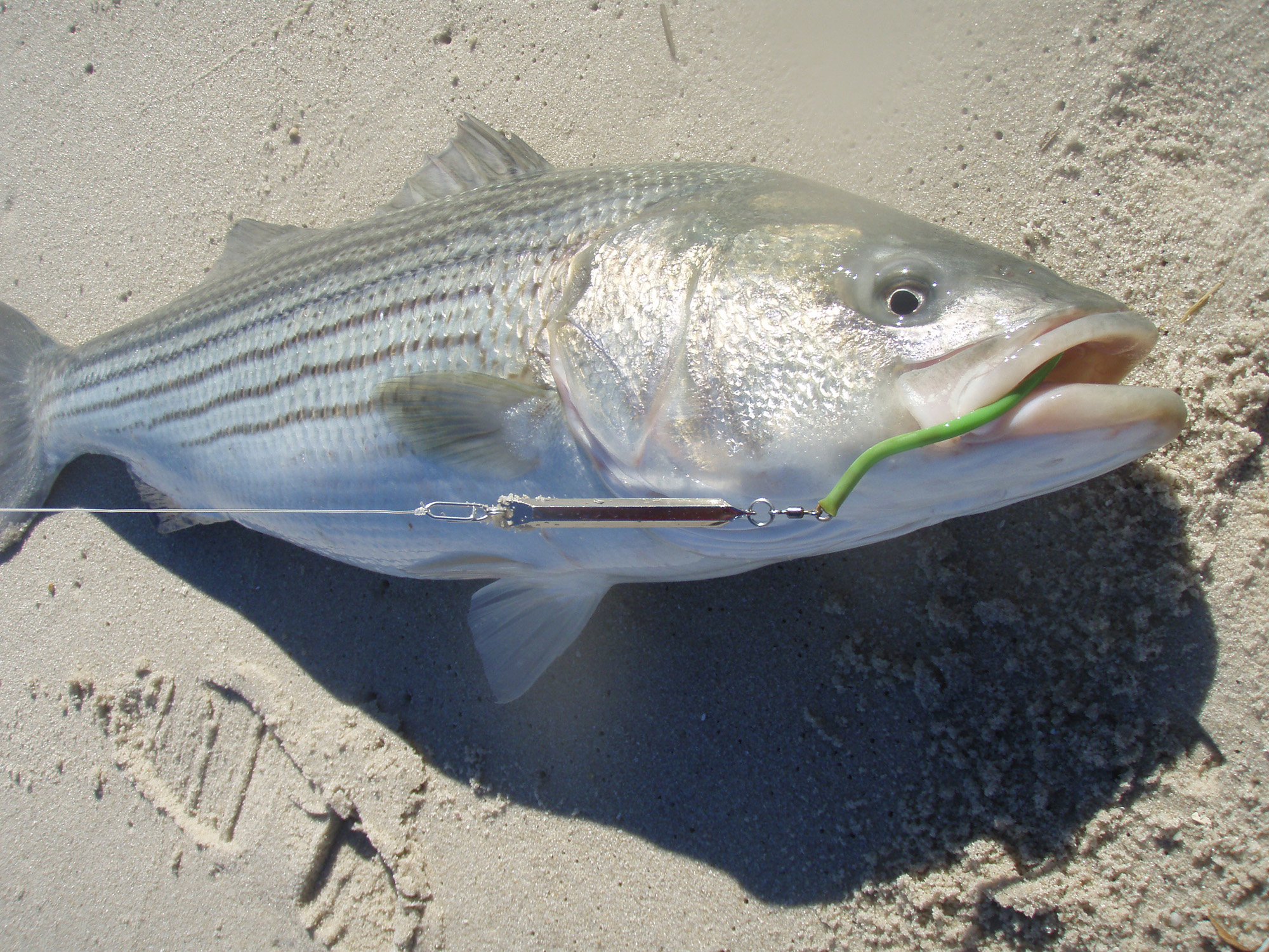 The three Metallic Lures You Should Catch Striped Bass This Fall