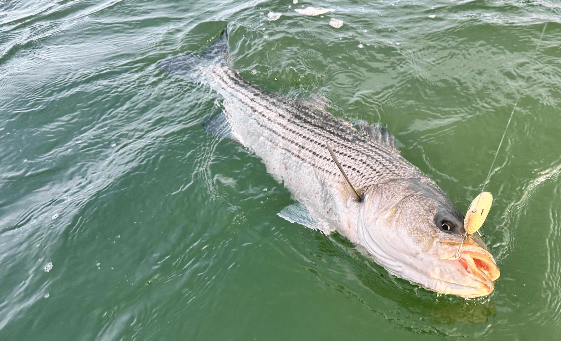 Ultimate Title For Stripers: Learn to Catch Striped Bass in Winter