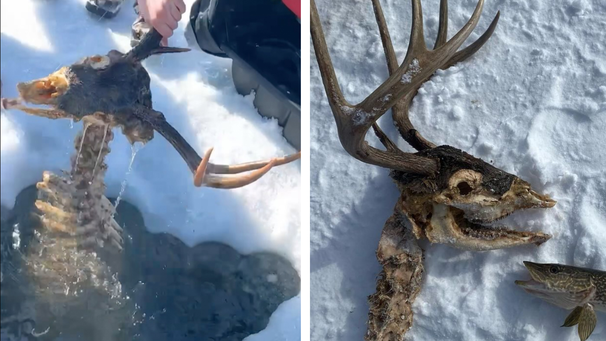 Video: Ice Fishermen Catch an Full Buck Skeleton