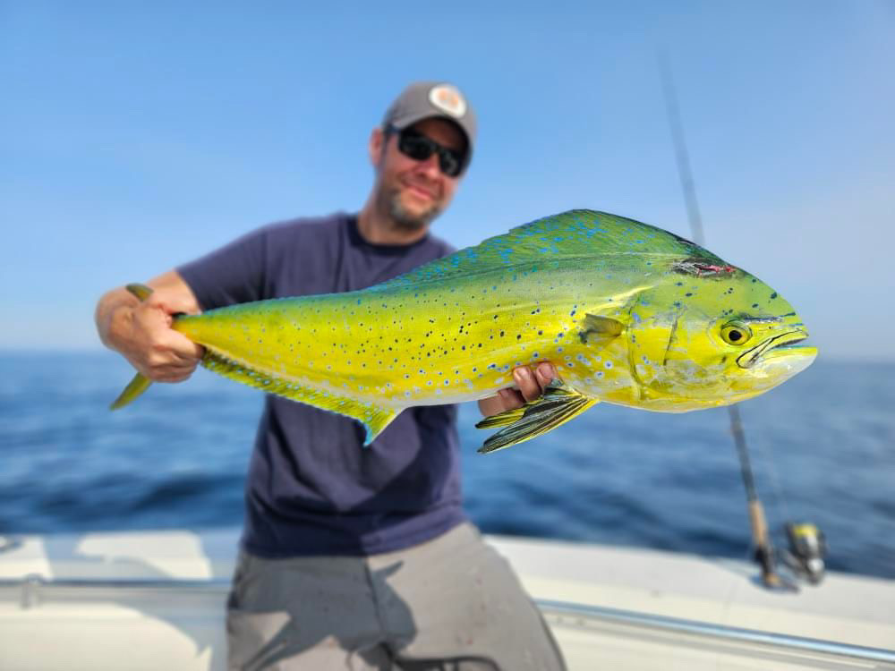 The best way to Catch Mahi Mahi Inshore