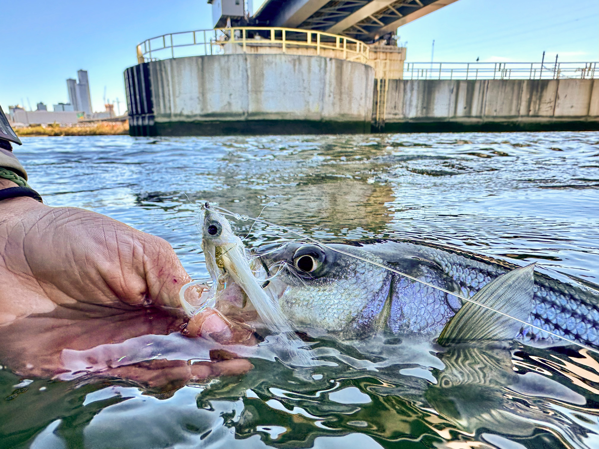 That is Why You Should Fish Massive Cities, Like These 4