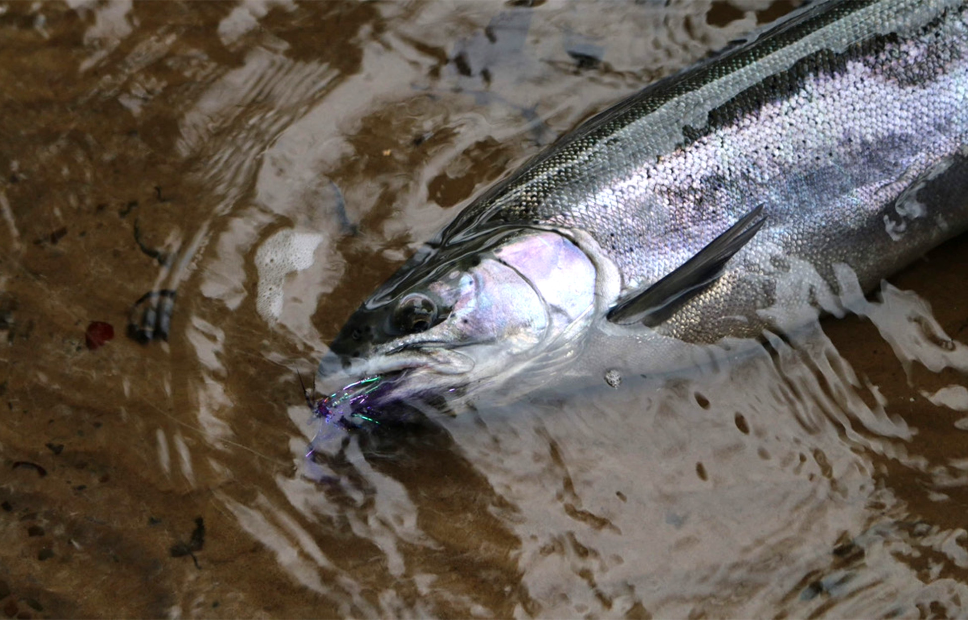 Strategies to Swing Flies for Good Lakes Steelhead