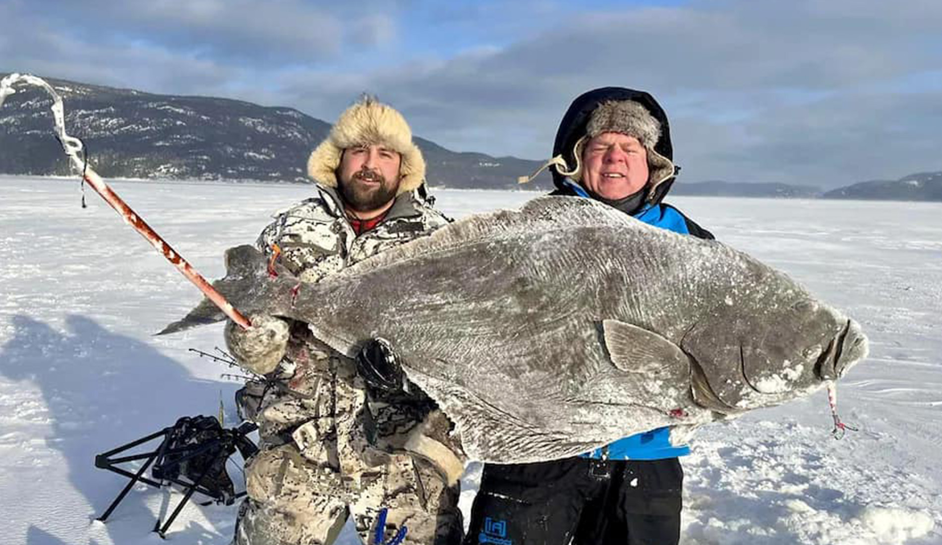 Quebec Anglers Catch Massive Atlantic Halibut By way of the Ice