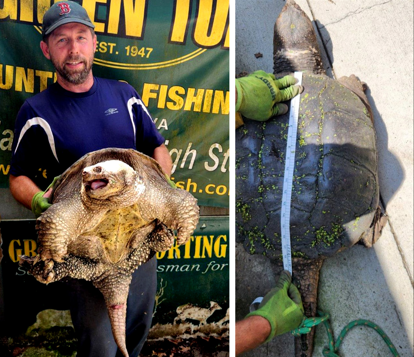 ‘Godzilla’ Snapping Turtle Is So Giant Virginia Officers Established a New Doc Class